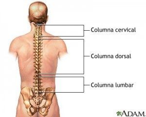 Columna Vertebral - Dolores de espalda