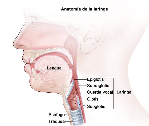 enfermedades de la laringe