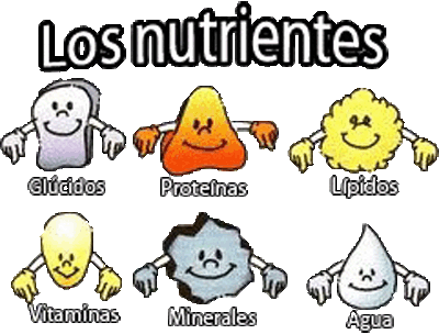 nutrientes basicos alimentacion basica